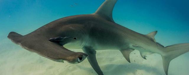 Ученые обнаружили у берегов Белиза новый вид акул