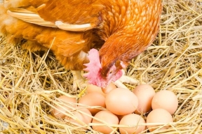 Russia will increase production of chicken eggs and poultry meat in 2024