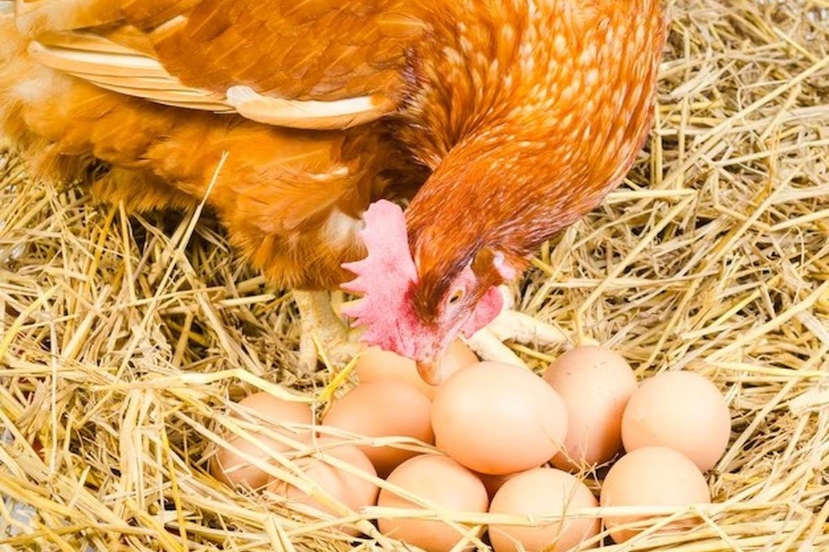 Россия нарастит производство куриных яиц и мяса птиц в 2024 году