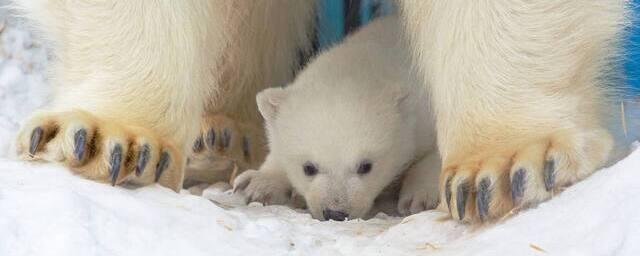 В зоопарке Новосибирска медведица Герда впервые вывела погулять своих детей