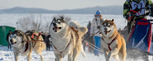 В Суздале состоялись гонки на собачьих упряжках