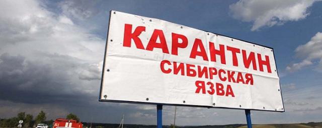 В двух районах Воронежской области объявлен карантин по сибирской язве