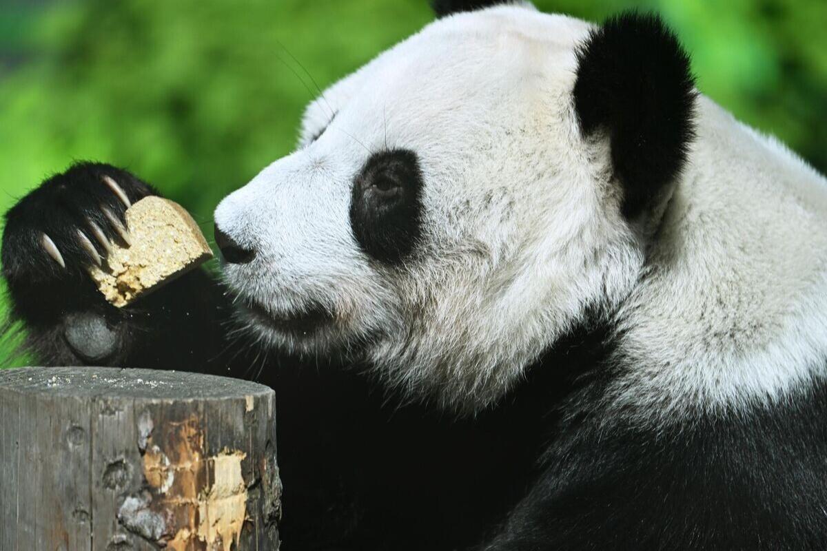 Панда Диндин из Московского зоопарка может второй раз родить уже в 2026 году