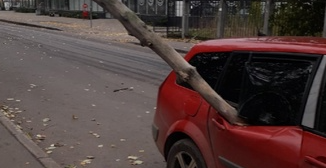 В Ленинградской области упавшее дерево пробило салон автомобиля