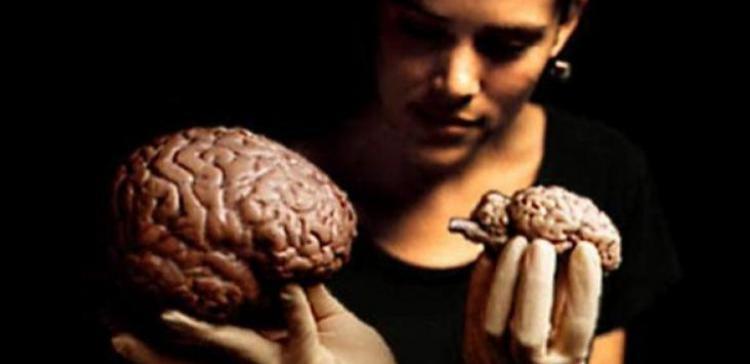 Ученые: Уровень IQ не связан с размером мозга
