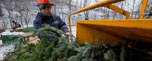 В Москве с 9 января начнут принимать на переработку новогодние елки