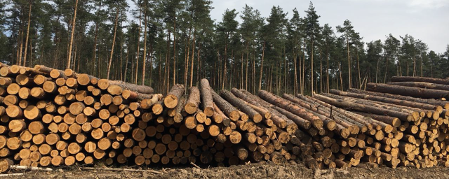 В Кирове незаконно срубили лес на 4,8 млн рублей
