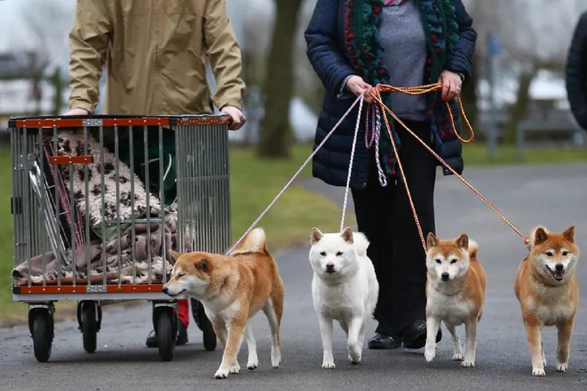 В Татарстане собираются ввести штрафы за отсутствие регистрации собак