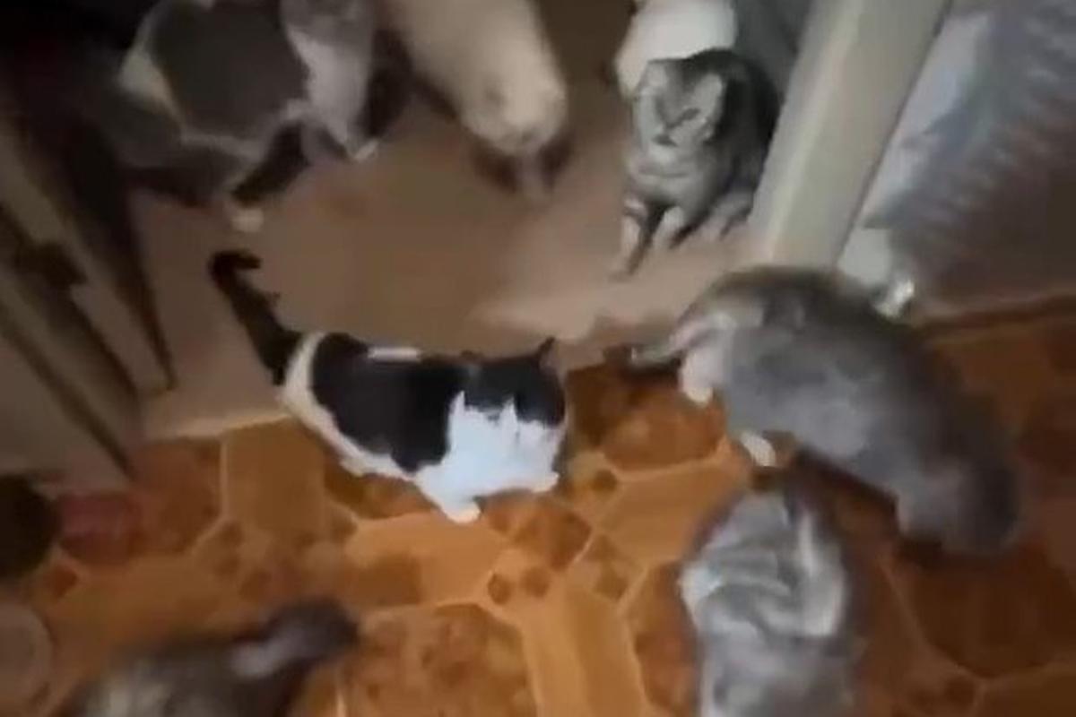 Москвичка устроила кошачий ад в арендованном жилье