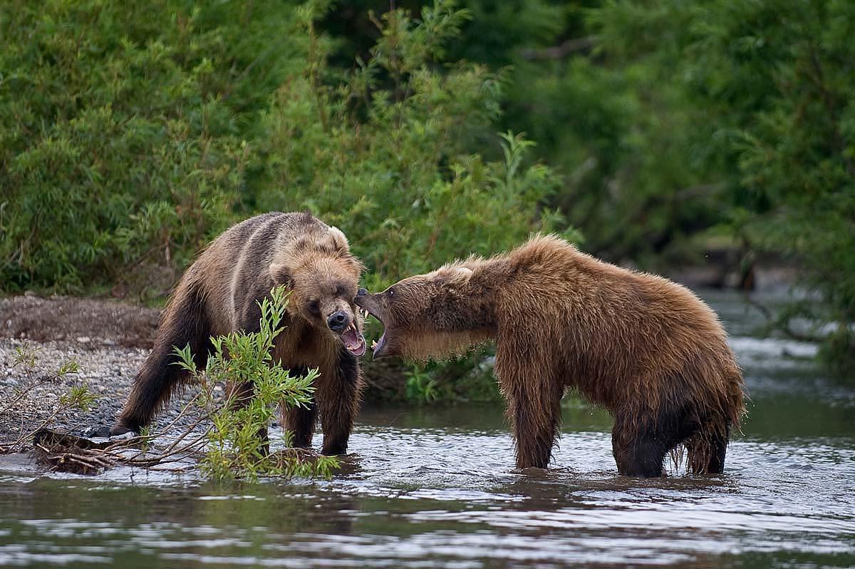 В Карачаево-Черкесии медведи проснулись раньше срока