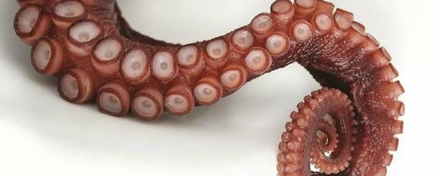 Разработана перчатка для подводных работ, её подобием послужили щупальца осьминога