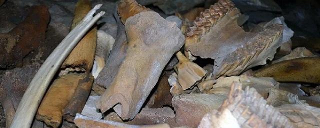 Российские ученые обнаружили в Хакассии 400 кг костей пещерных гиен