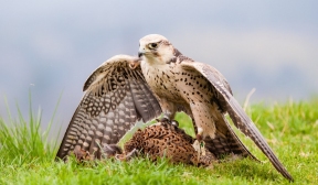 В Тыве и Хакасии восстановят популяцию редких птиц
