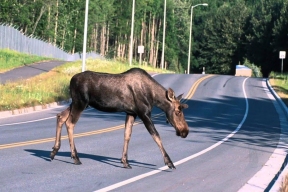 По количеству ДТП с лосями Калужская область оказалась на втором месте