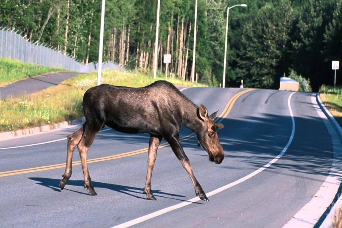 По количеству ДТП с лосями Калужская область оказалась на втором месте