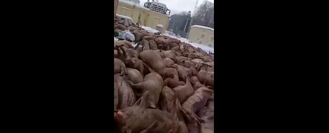 На ферме в Марий Эл погибли около 1,5 тысячи свиней из-за неисправной вентиляции