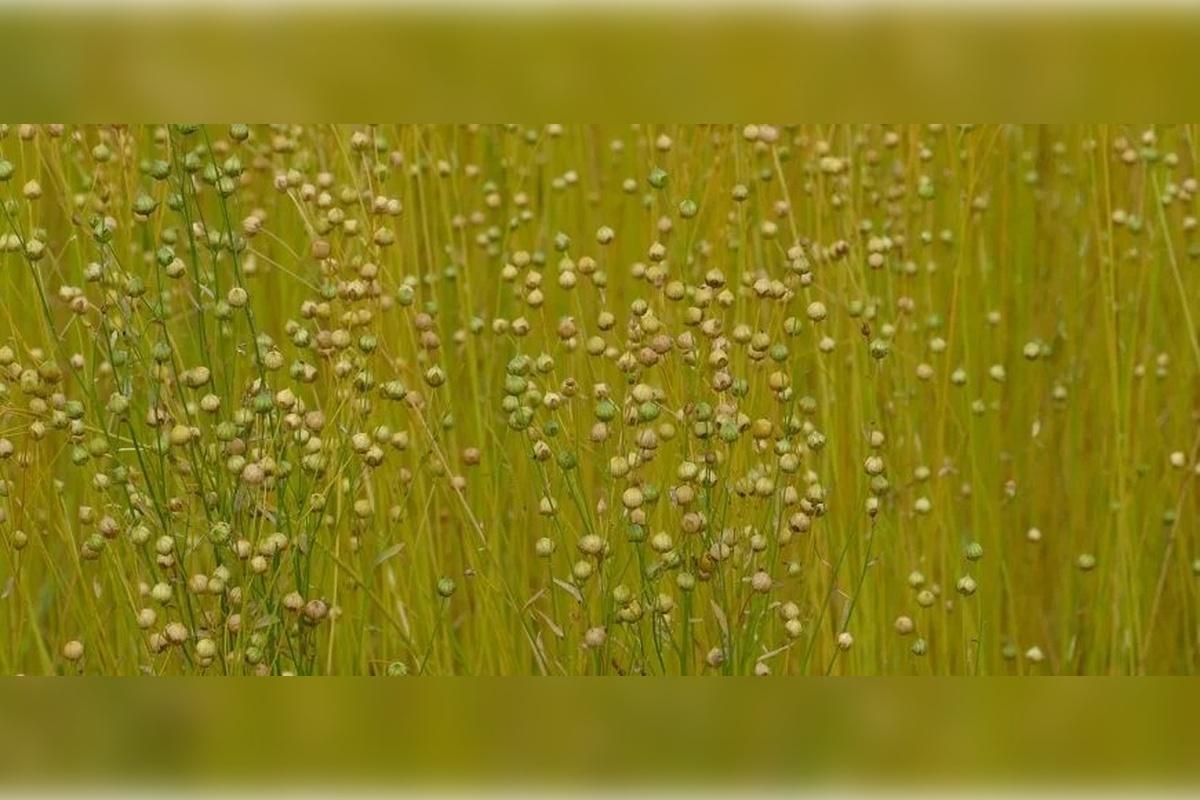 В Смоленской области вывели новый сорт льна-долгунца