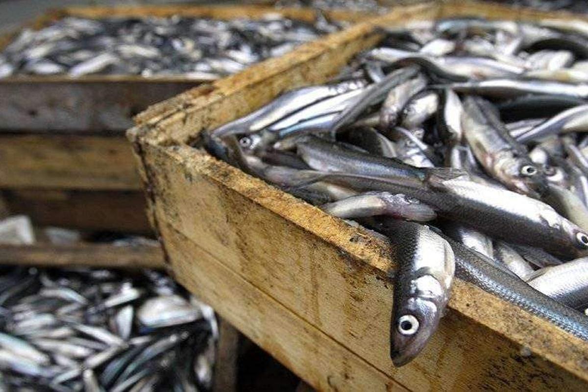 Росрыболовство обязали выдавать рыбакам разрешение на вылов корюшки