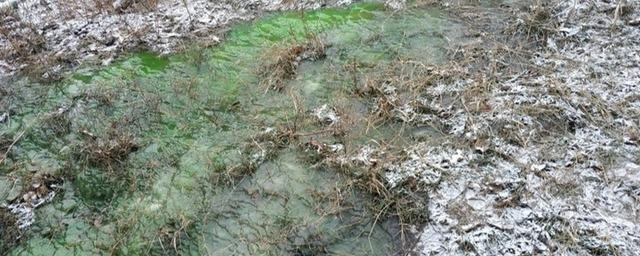 В Саратове разлилась ядовито-зеленая «эктоплазма»