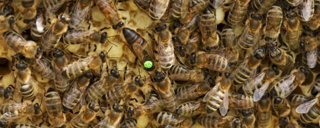 В Удмуртии массово погибают пчелы
