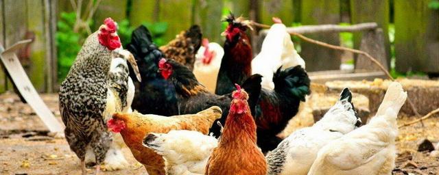 На Сахалине ввели карантин на птицефабрике «Островная» из-за птичьего гриппа