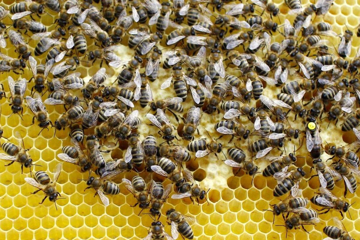 Карельские пчеловоды недовольны необходимостью подключать пасеки к системе «Честный знак»