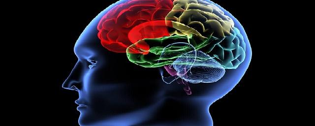 Ученые: Мозг смелых людей имеет свои особенности