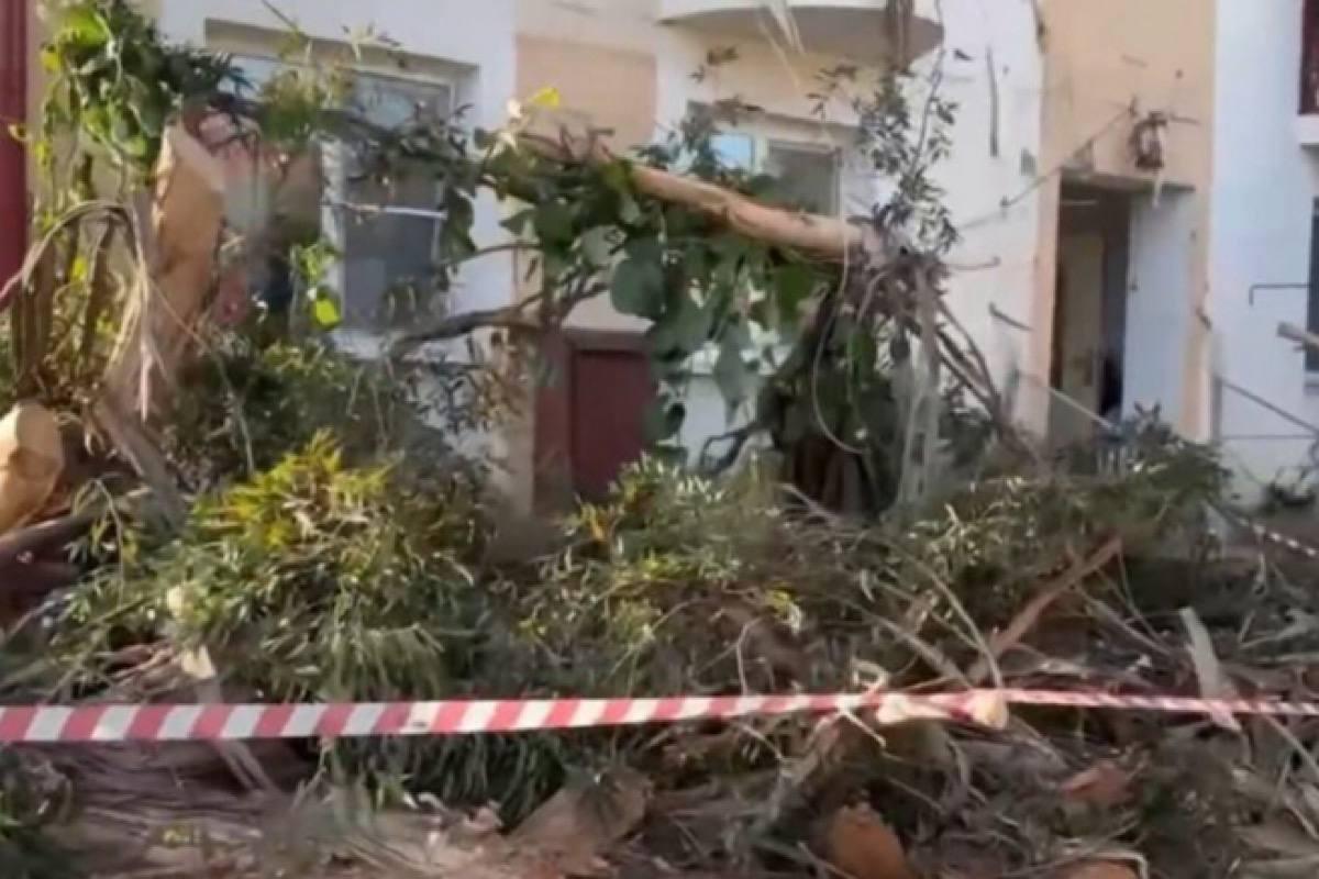 В Сириусе эвкалипт обрушился на жилой дом, повредив балкон и заблокировав подъезд