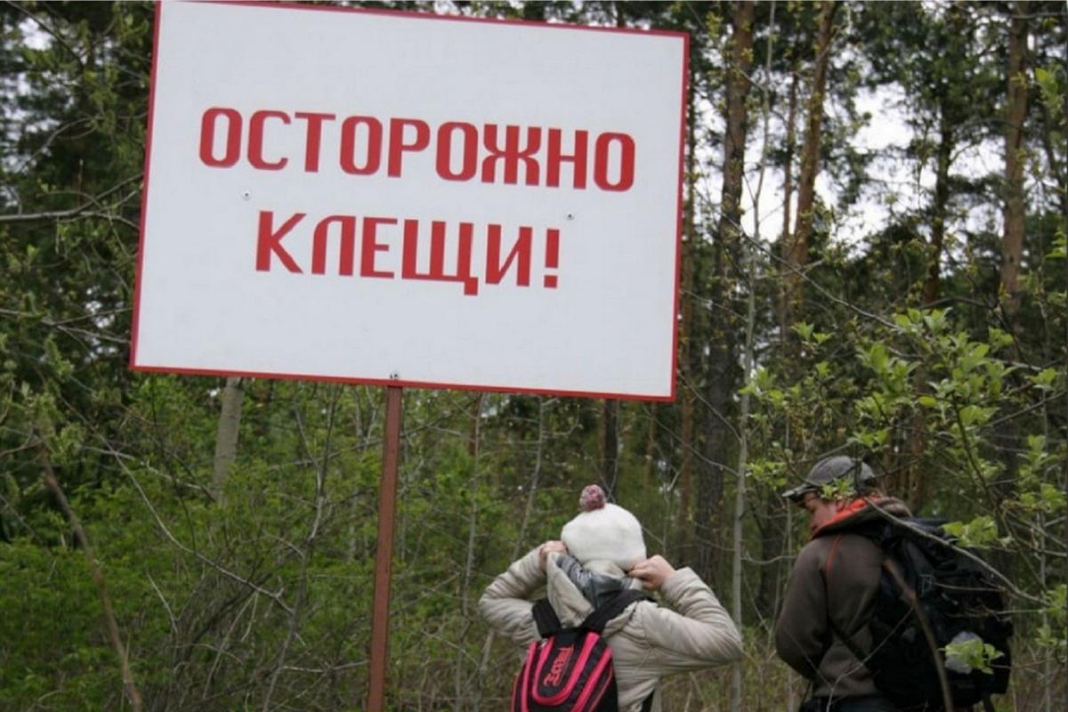 Не тонут, не летают, ничего не боятся. Мифы и факты о клещах, которые вас удивят