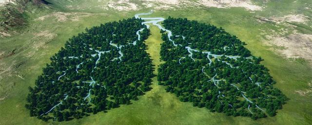 Александр Милеев: Самарская область направит на восстановление леса почти 97 миллионов рублей