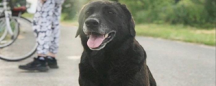 Вернувшийся из зоны СВО житель Железногорска Курска разыскивает свою собаку