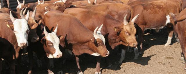 В фермерском хозяйстве Магадана намерены производить мраморную говядину