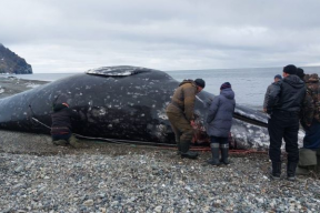 Russia has caught the first whale of the season