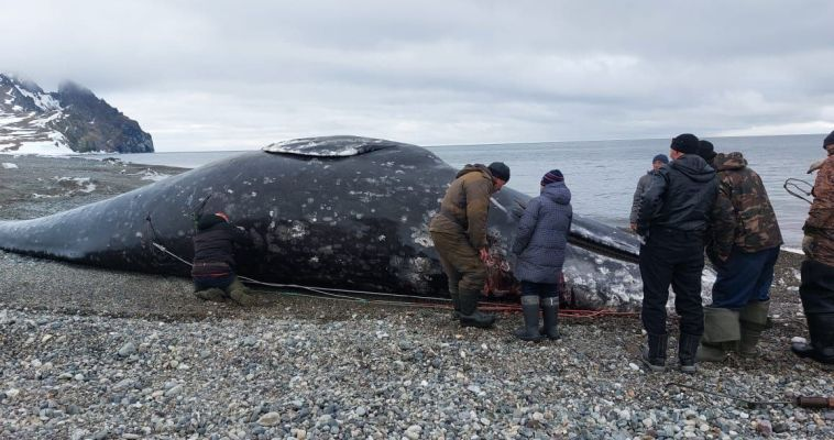 В России добыли первого кита в этом сезоне