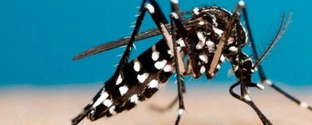 «Кровавый» курорт: Ибицу атаковали переносящие вирусы тигровые комары