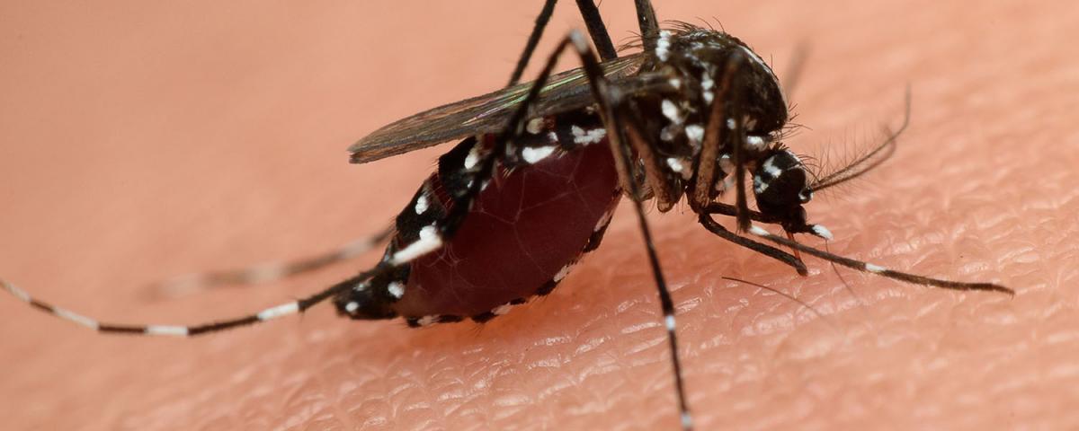 России угрожает эпидемия смертельных лихорадок из-за комаров