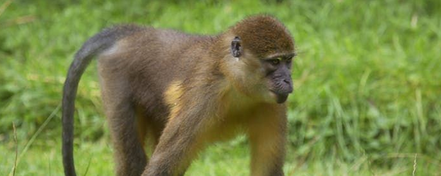 В Роспотребнадзоре риск завоза оспы обезьян в Россию оценивают как низкий