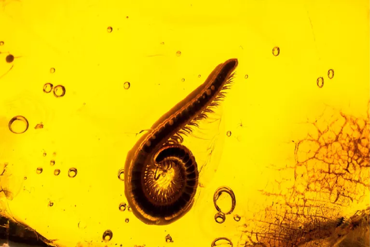 Ученые обнаружили янтаре личинку древнего комара