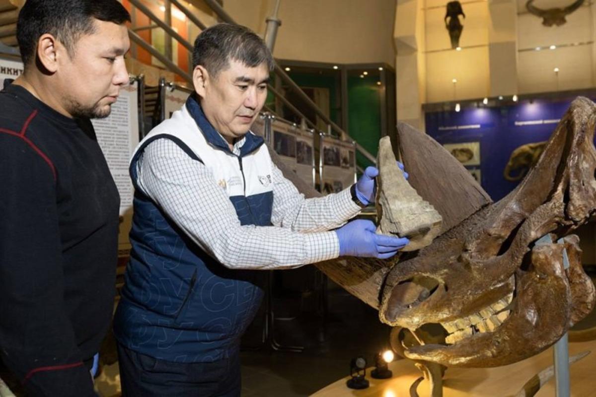 Якутские ученые отложили на осень изучение найденных останков шерстистого носорога