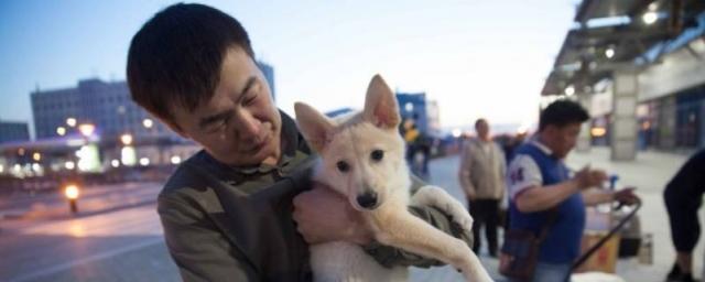 В Якутск привезли клонированных щенков охотничьих лаек