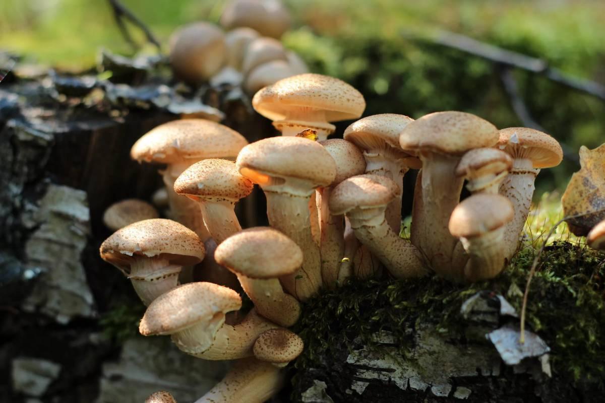 Стало известно, как отличить съедобные грибы от поганок