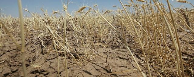 Губернатор Калининградской области Алиханов: В регионе введен режим ЧС из-за засухи