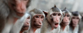 Эпидемиолог ВОЗ Льюис: Определить оспу обезьян можно по месту первого высыпания