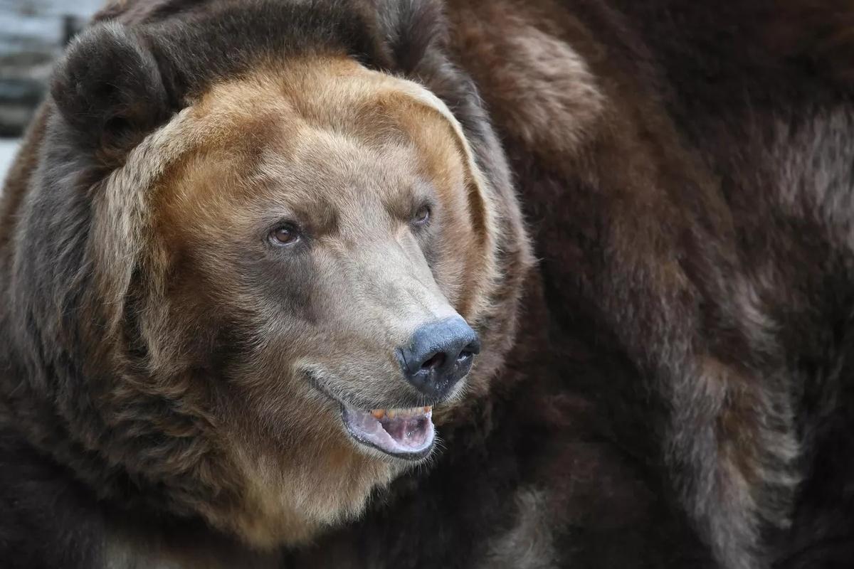 Медики больницы Находки уже второй раз спасли мужчину после нападения медведя