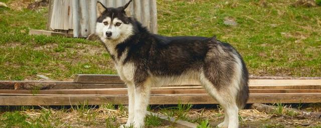 В Липецке разорвут контракт со службой отлова животных после случая с трупами собак