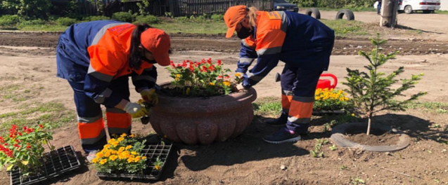 В Омске в городские клумбы высадили более полумиллиона цветов