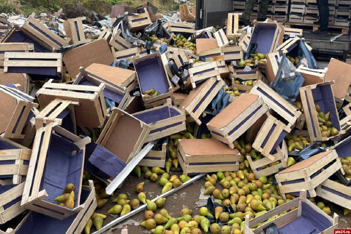 В Себеже уничтожили 20 тонн бельгийской груши