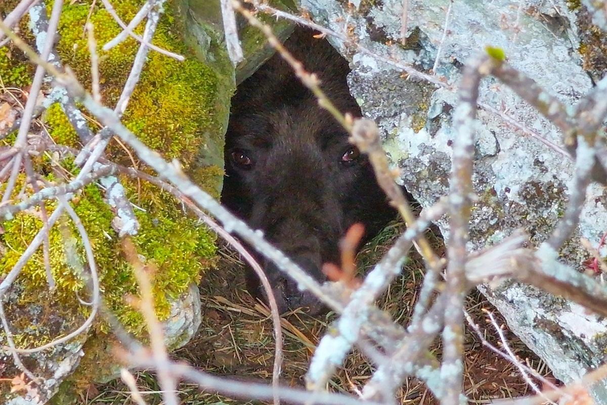 Зимняя спячка: на Алтае показали уникальные кадры засыпания хозяина тайги