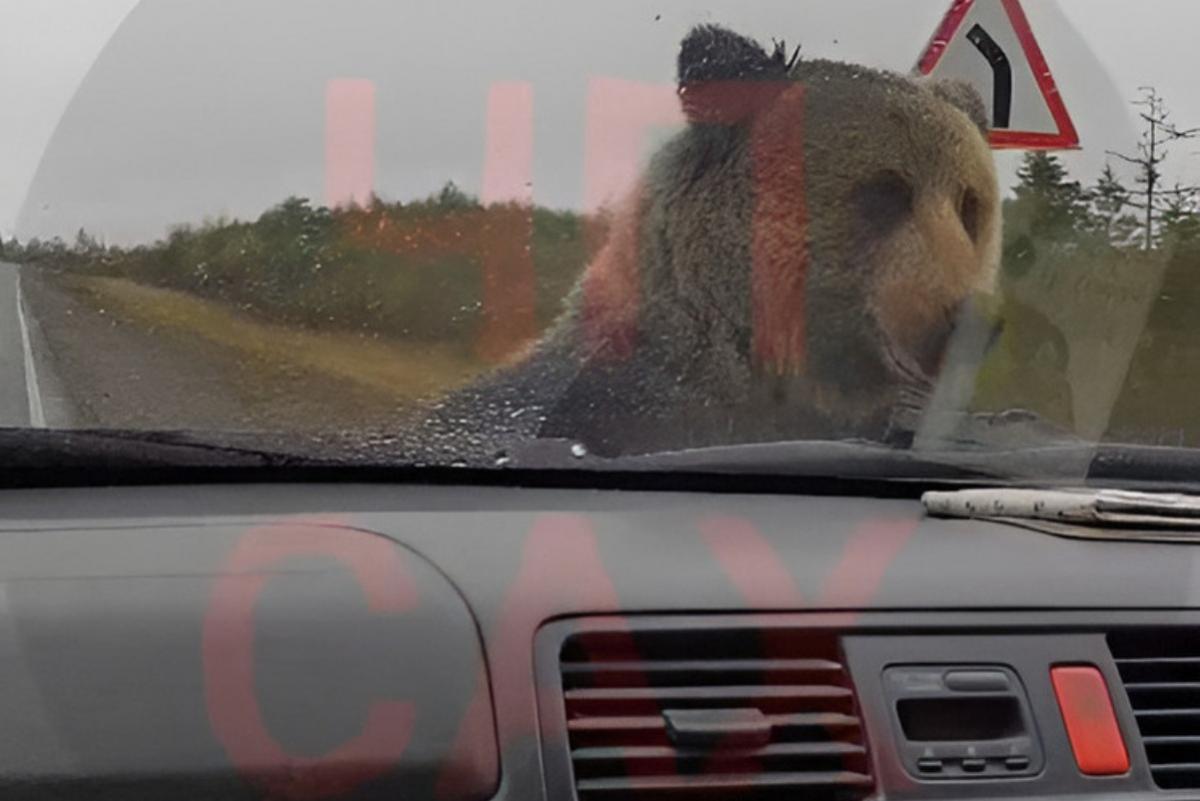 Медведь на Сахалине напал на остановившийся из-за поломки автомобиль