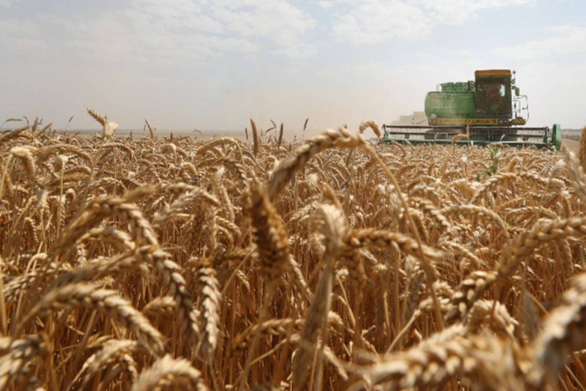 Кабардино-Балкария сделала ставку на хлеб увеличив посевы зерновых